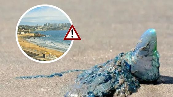 Apareció la fragata portuguesa en una playa de Chile elegida por los mendocinos: Prohibido bañarse