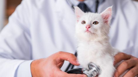 Un veterinario más que especial y un gatito son dos de los personajes principales de este cuento de Pablo Colombi, El corazón de Latór.