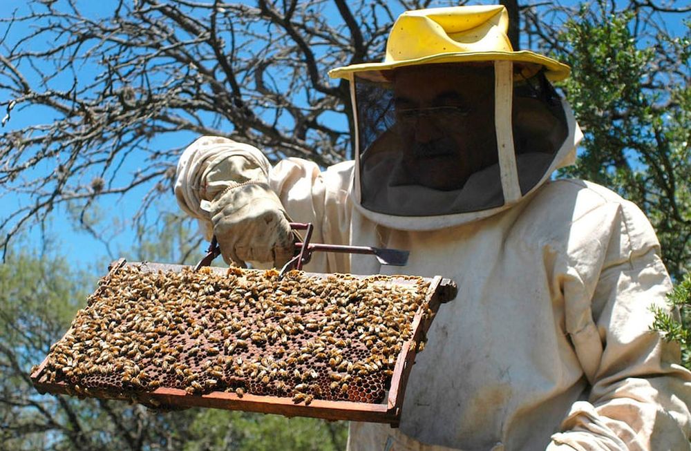 Apicultura: Mendoza exportó 3 millones  de dólares en un año  y busca crecer mucho más