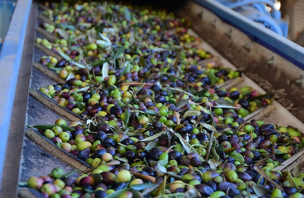 Referentes aseguran que, en Mendoza, las aceiteras adquieren una calidad superior que en el resto del país. Foto: Marcelo Rolland / Los Andes