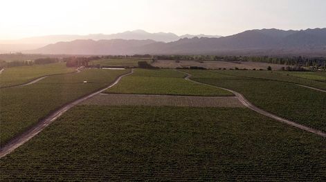 Los Andes | El agro mendocino está expectante por lo que pueda pasar en 2024.