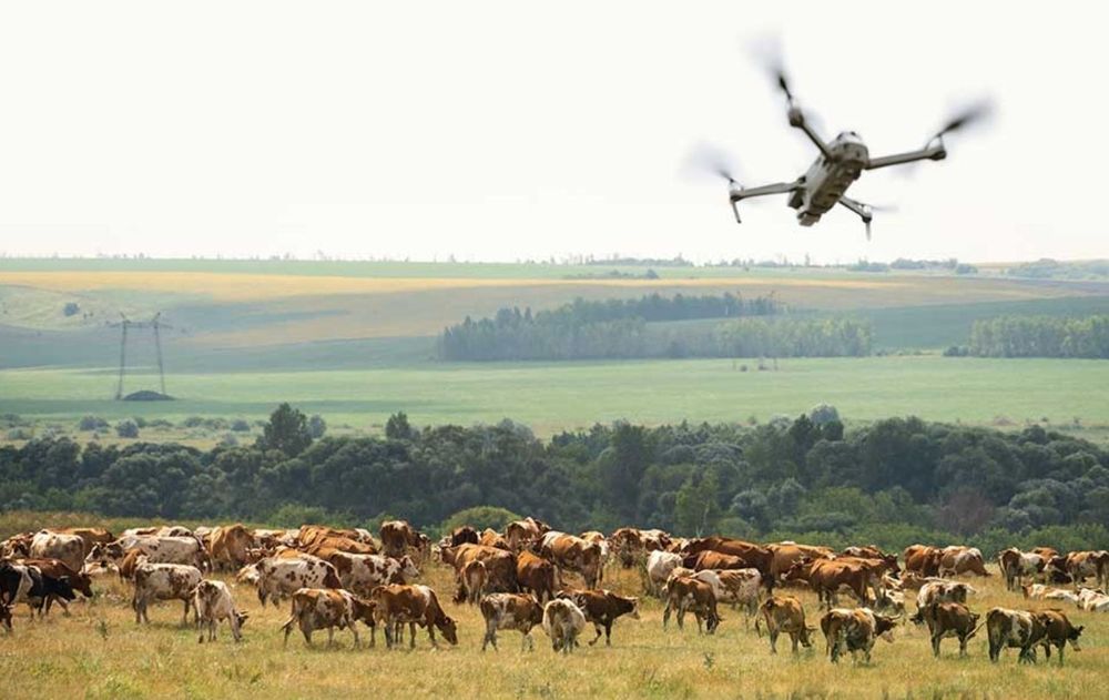 El pequeño dron ayudó a salvar las vidas de las vacas.