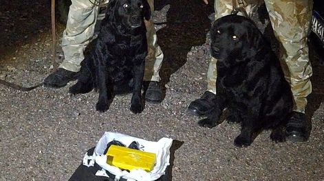 Los Andes | los canes Anahí y Aquiles detectaron la droga. Gentileza Ministerio de Seguridad.