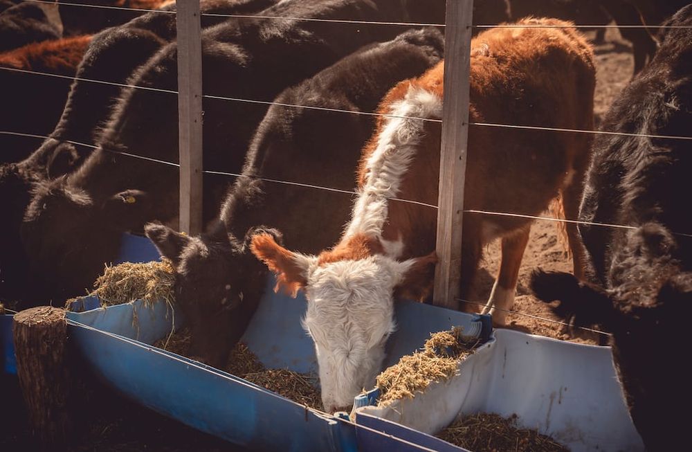 Los productores de animales, como ganaderos, tamberos, avícolas y porcinos, podrán comercializar granos sin la necesidad de reinscribirse en el registro RUCA.