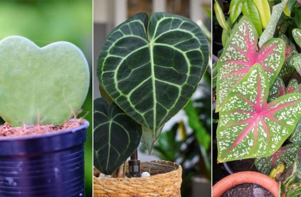 Cinco plantas con hojas en forma de corazón