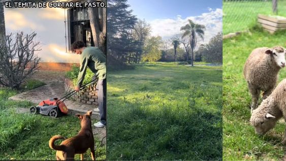 Idearon un plan ingenioso para lidiar con la hierba alta en su extenso patio
