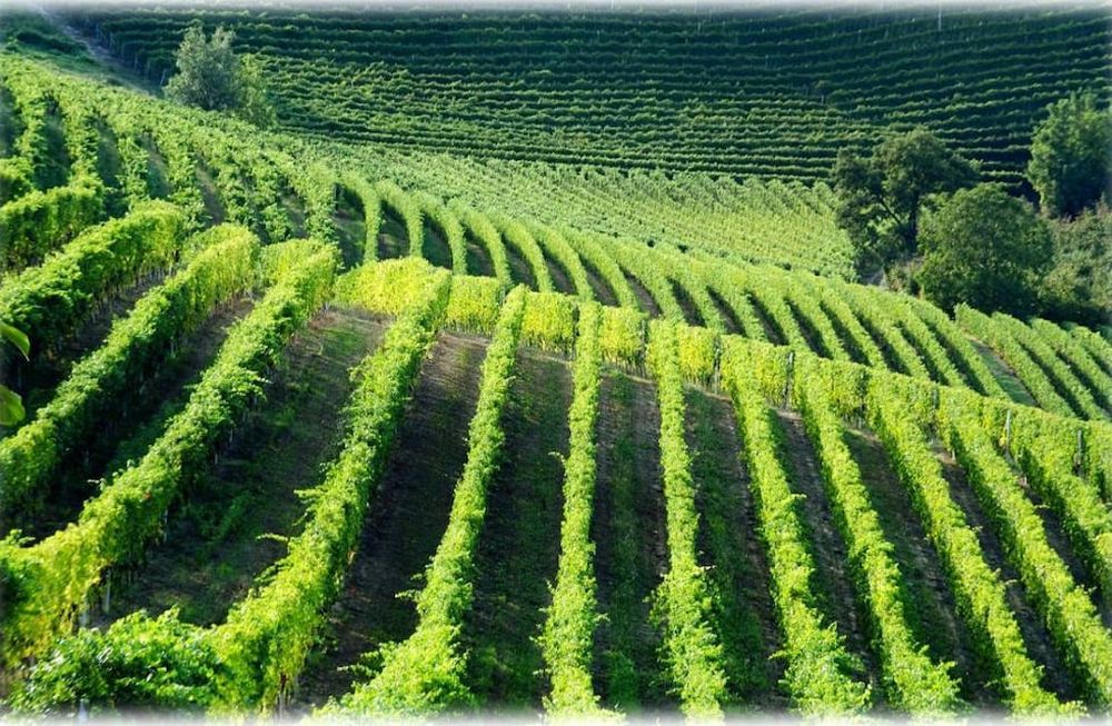 Subsidios europeos a la promoción de vino
