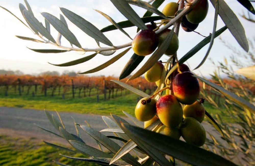 El año pasado, las exportaciones de aceite de oliva crecieron en volumen y en precio, pero desde el sector advierten de los desafíos para el largo plazo