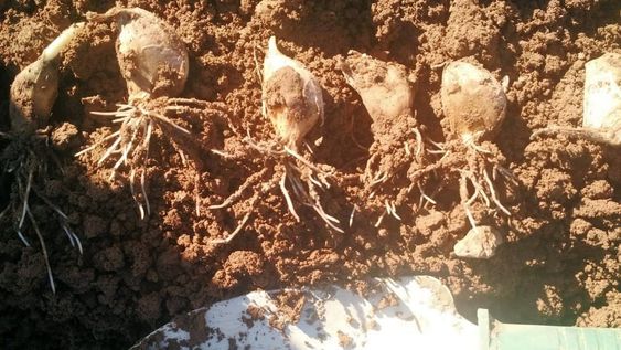 ¿Cómo iniciar una buena plantación para obtener los mejores resultados?