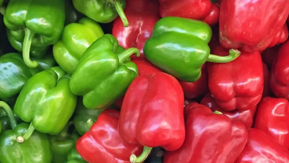 Pimiento verde vs. pimiento rojo: ¿Cuál es más sal