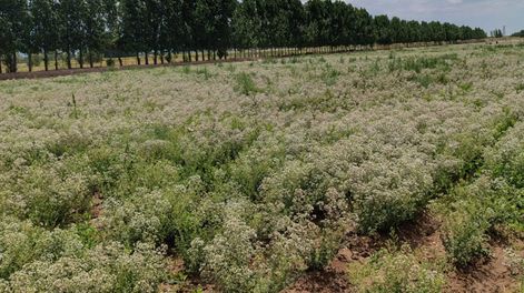san carlos realizara una jornada tecnica para impulsar la produccion de oregano