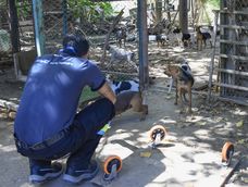 Así desbarataron en Guaymallén un criadero clandestino donde rescataron a 81 perros en condiciones extremas.