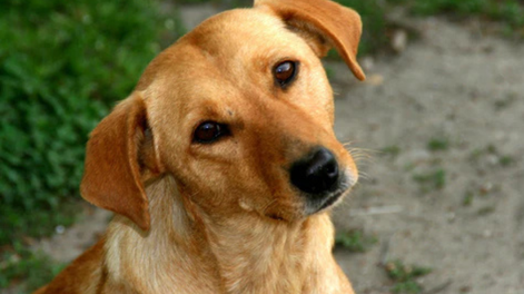 Día Mundial del Perro Sin Raza: qué cuidados necesitan realmente los perros mestizos.