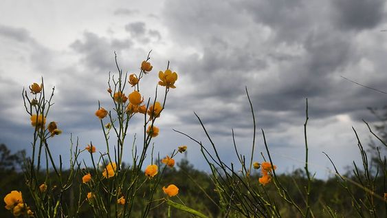 De acuerdo con la Dirección de Contingencias Climáticas, el día contará además con vientos moderados del noreste. / Foto: José Gutierrez / Los Andes