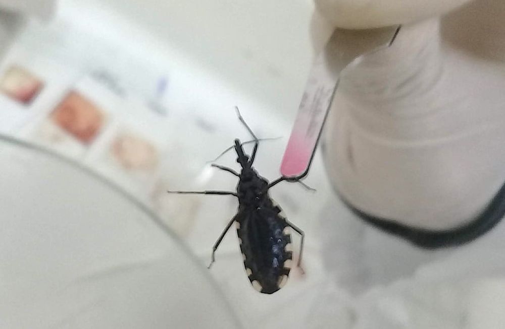 Hace millones de años  se infectaron con un importante parásito y vuando lograron tener contacto con la sangre del ser humano, lo infectaron dando lugar a la Enfermedad de Chagas, una realidad que aún persiste. Foto: Quentin Vandemoortele
