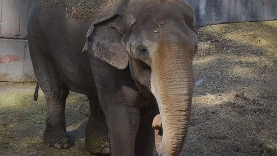 Cuando quien condenó al elefante Tamy a vivir prisionero dijo que era injusto prohibir animales en circos. Foto: Archivo Los Andes.