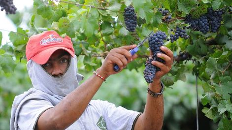 Guarda 14 | El pasado 18 de agosto celebró en todo el mundo el Día del Pinot Noir, la más elegante de las tintas. Foto: Los Andes