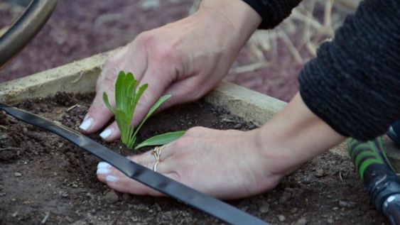 La agroecología ofrece una alternativa a los pequeños productores
