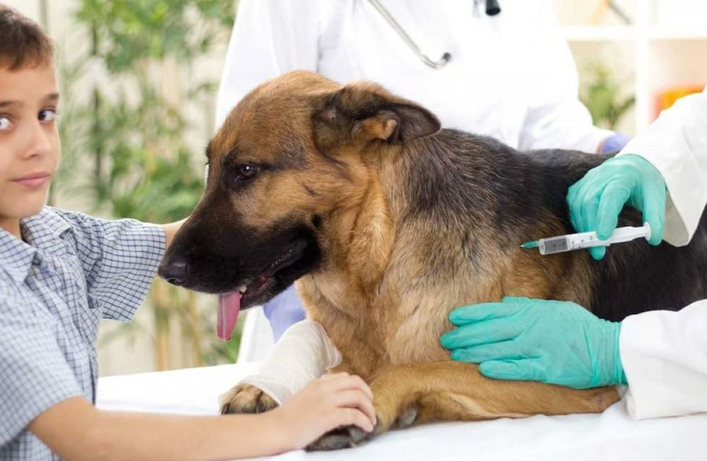 Se redujeron los casos de rabia en las Américas