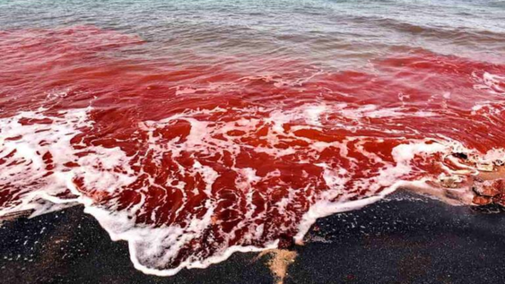 Este experimento cambia el color del océano pero es completamente inocuo. Descubrí por qué.