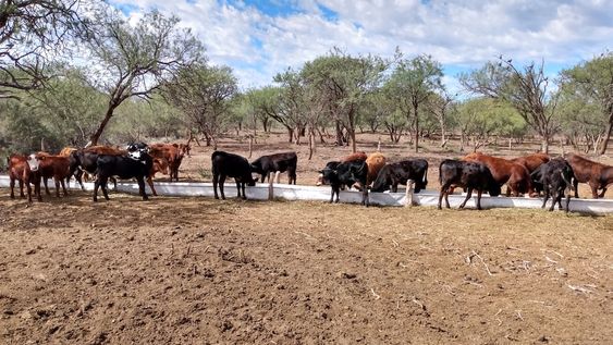 En el sur de Mendoza, el INTA realiza varias investigaciones y seguimiento de producción ganadera. Imagen: gentileza INTA Rama Caída