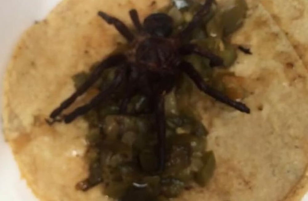 Secuestraron cuatros tarántulas flameadas y doradas que iban a usar para hacer tacos