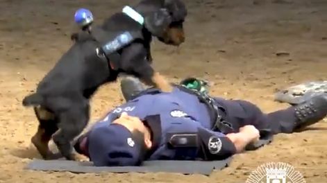 Poncho, el perro policía que le salvó la vida a un agente tras practicarle RCP