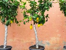 Este sencillo truco puede contribuir a mantener el limonero en mejores condiciones durante la temporada de invierno.