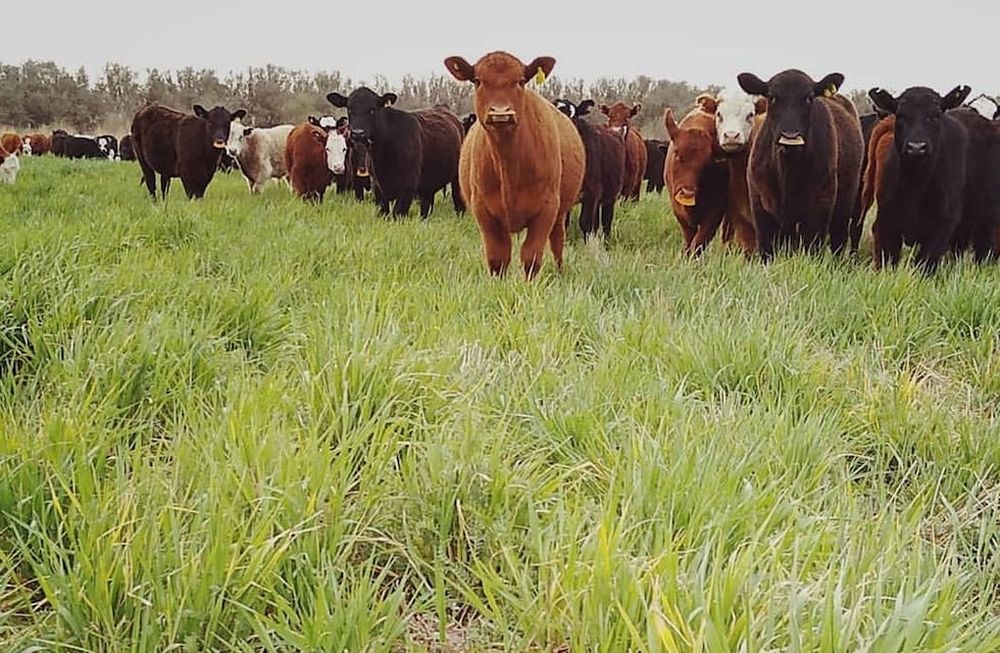 Solo en la producción de bovinos, Mendoza cuenta con 401.100 animales. Esta cifra representa 28% del total de cabezas. El resto se divide entre producción caprina, de ovinos, equinos y porcinos