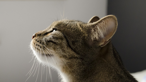 el gato que detecto algo que ningun medico habia visto: la historia que sorprendio a los veterinarios de un hospital