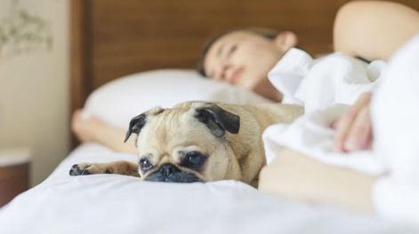 Muchos aseguran que dormir con la mascota es relajante y no perjudica ni el sueño ni la salud. (Pexels)