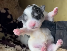 La pigmentación verde en cachorros al nacer es un fenómeno poco frecuente pero documentado en la medicina veterinaria.