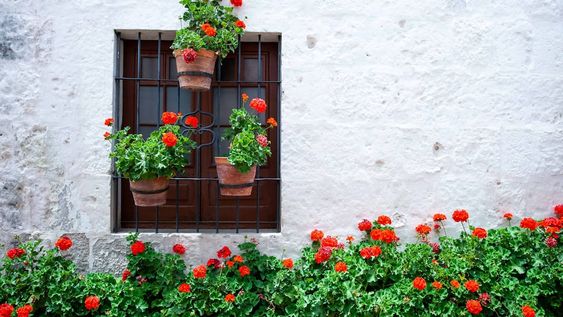 Many of blooming red geraniums near the wall of the house and around the window, a wall of light color, pots with red flowers on the window