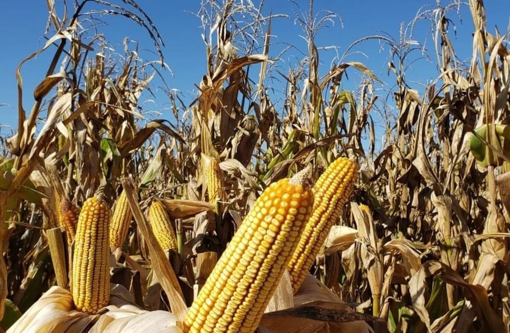 El maíz representa la actividad agrícola que mayor tecnología adopta, desde las semillas hasta los fertilizantes y fitosanitarios. Requiere más inversión, pero rinde por hectárea tres veces más en volumen que la mayoría de los demás cultivos