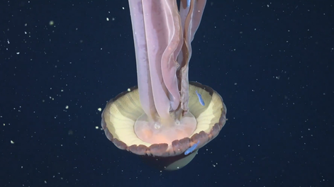 Científicos del CONICET encontraron una medusa fantasma gigante en las profundidades del Mar Argentino.