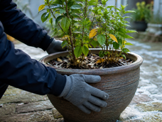 los jardineros coinciden: este error al mover una maceta durante el invierno puede frenar el crecimiento de la planta durante meses