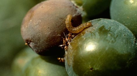 El financiamiento provincial busca asegurar la continuidad de la campaña sanitaria 2025/2026 en los viñedos mendocinos.