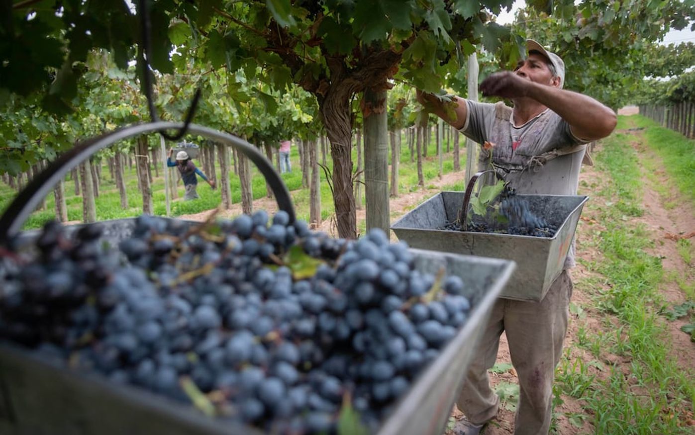 El ministro de Producción, Rodolfo Vargas Arizu, señaló que la menor cosecha equilibrará los stocks y los precios&nbsp;