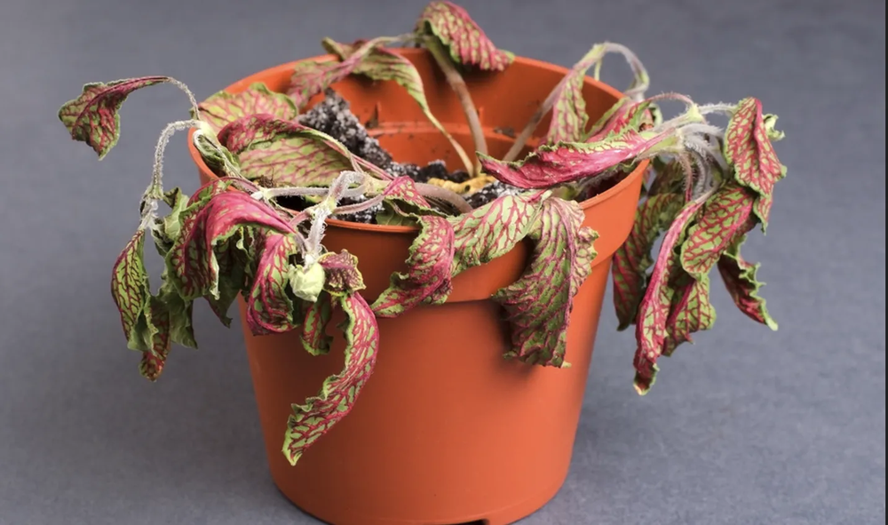 El fertilizante natural ideal para tu jardín, jardinería y plantas.