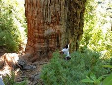 El segundo árbol más grande en el mundo está en Argentina.&nbsp;