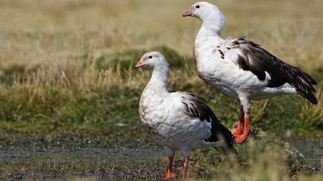 Ganso andino (Chloephaga melanoptera)