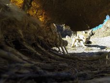 Fauna silvestre de Mendoza. Foto: Gentileza Martín Pérez (Instagram @cuyo.birding.3) Fauna silvestre de Mendoza. Foto: Gentileza Martín Pérez (Instagram @cuyo.birding.3)