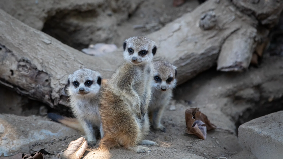 Un zoológico de Países Bajos sacrificó a varios suricatos&nbsp;
