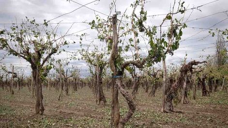 Los Andes | Granizo. Después de las tormentas del fin de semana, los productores piden mayor cobertura con el seguro agrícola. Foto: Ignacio Blanco / Los Andes