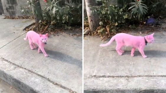 Pintaron a un gato de rosa y el video se hizo viral.