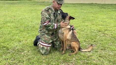 El Ejército colombiano mantiene activa la búsqueda de Wilson, el perro rescatista perdido en la selva. (Ejército de Colombia)