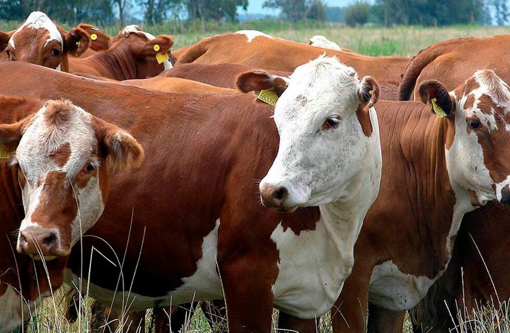 Determinarán los impactos ambientales de la carne bovina