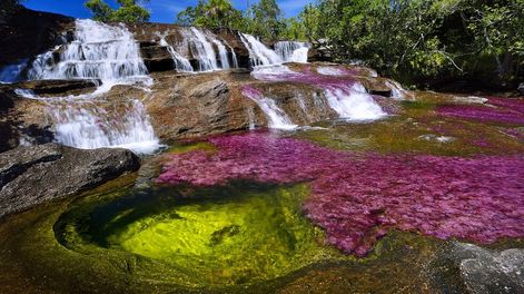 Los Andes | Los particulares colores del río Caño Cristales se deben a una planta acuática endémica llamada Macarenia clavigera, que florece entre junio y diciembre y danza en las aguas jugando con los rayos solares.
