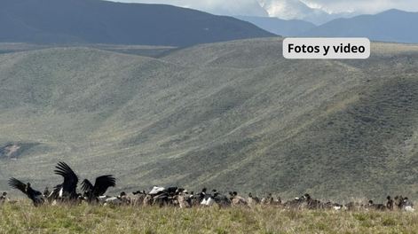 Mendoza registró más de noventa cóndores andinos juntos y batió el récord nacional de avistamientos simultáneos