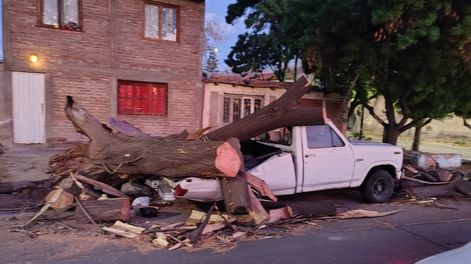 Un árbol cayó sobre una camioneta en Doctor Moreno y Perón (Las Heras), sin heridos